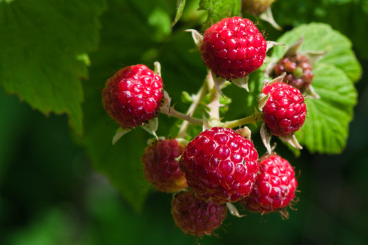 Raspberry Leaf Tea