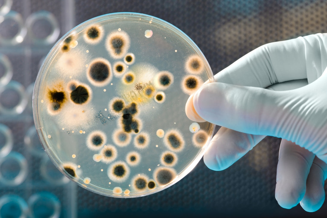 Serratiopeptidase A Natural Anti Biofilm Agent