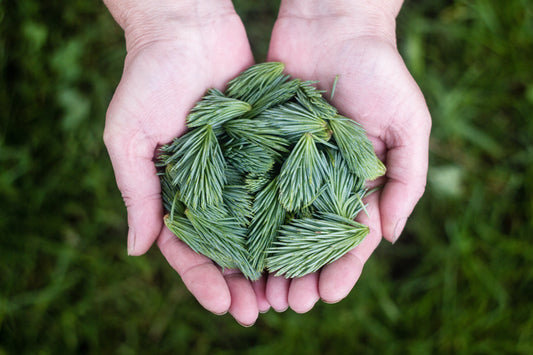 Pine Needle Tea: A Refreshing and Nutritious Beverage with Potential Anti-Inflammatory Benefits