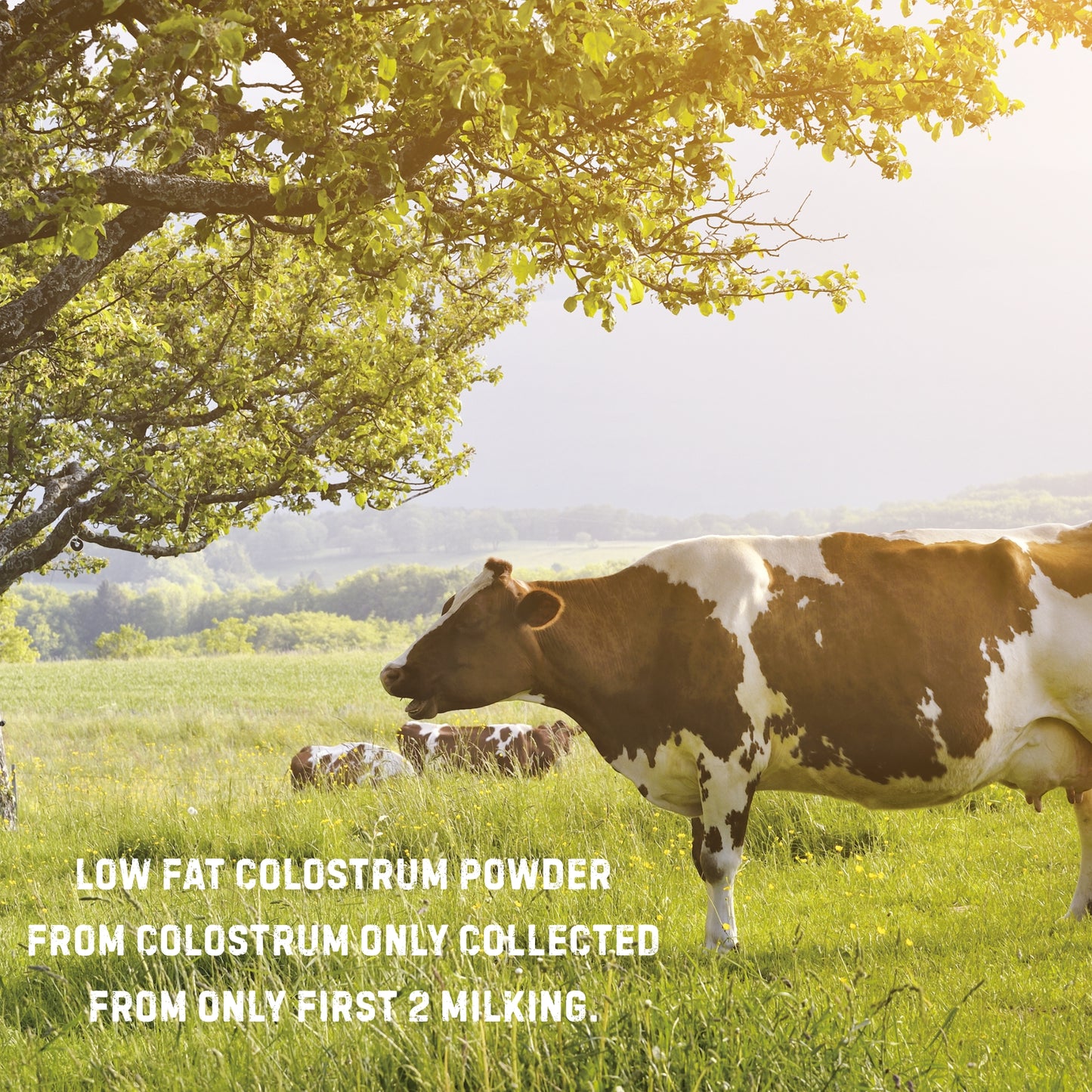 Bovine Colostrum Powder 43% IgG 200 gm