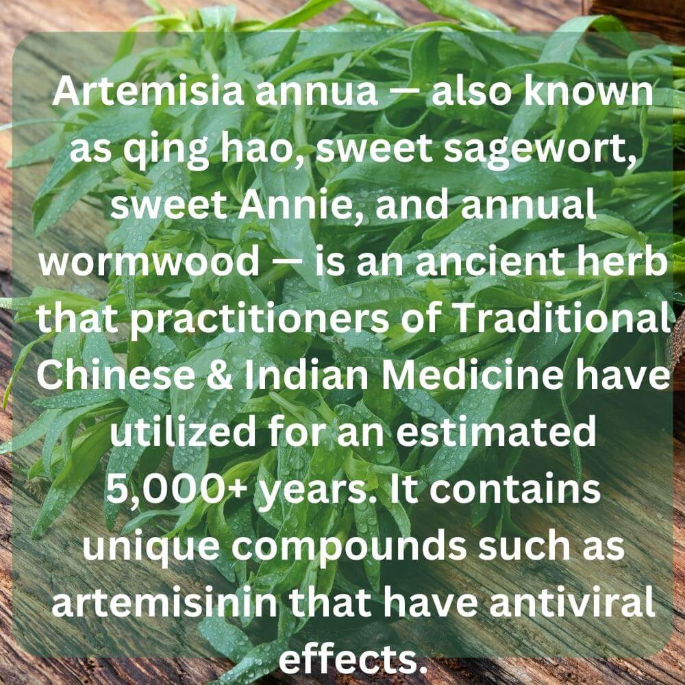 Artemisia Annua Sweet Wormwood Capsule Extract Supplements 400 mg