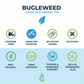 Benefits Infographic - Bugleweed Tea