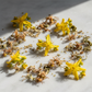 St. John's Wort Ingredients Close-Up