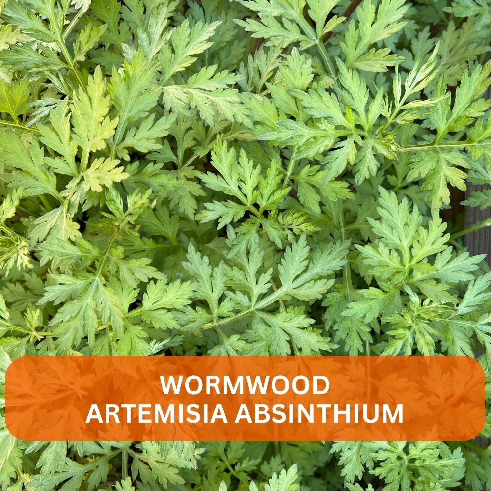 Wormwood Supplement Tincture Artemisia Absinthium 50ml